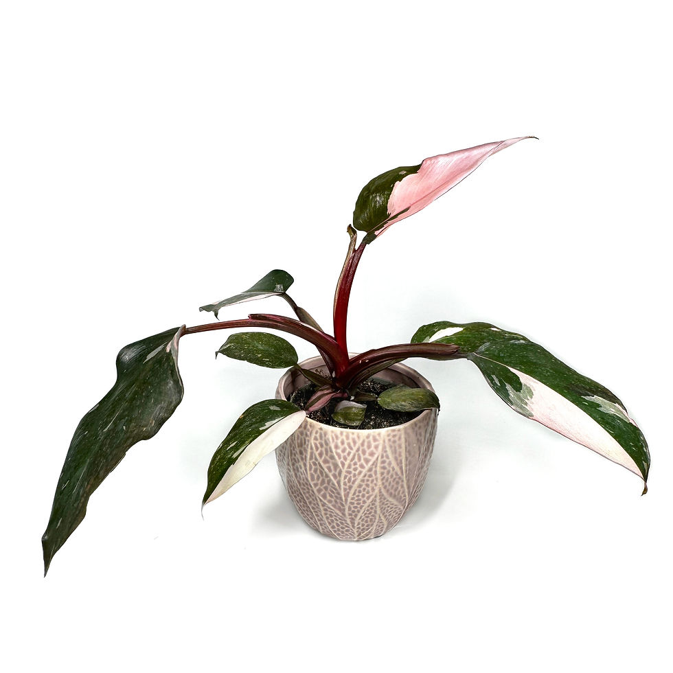 Thumbnail: Philodendron ‘Pink Princess’ Variegated Houseplant 10cm Pot