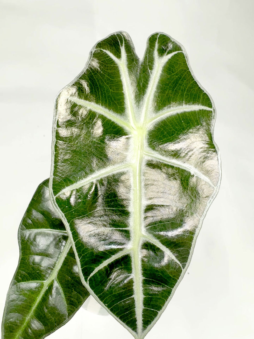 Thumbnail: Alocasia ‘Polly Baby Houseplant