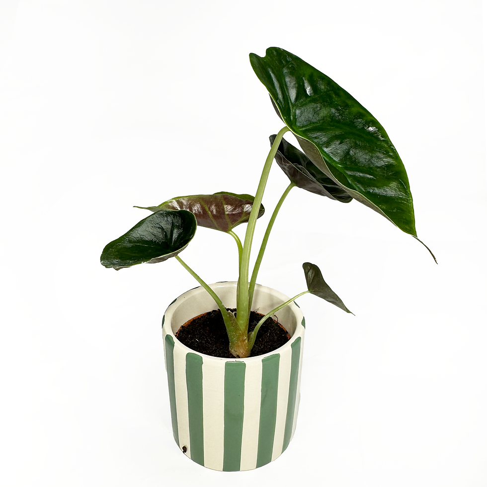 Thumbnail: Alocasia 'Golden Bone' - Baby