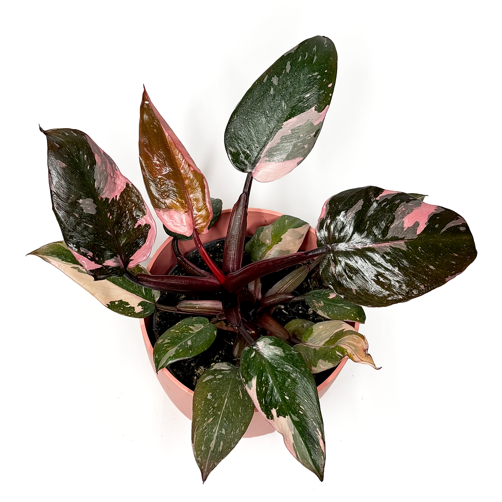 Thumbnail: Philodendron 'Pink Princess' Marble 10.5cm