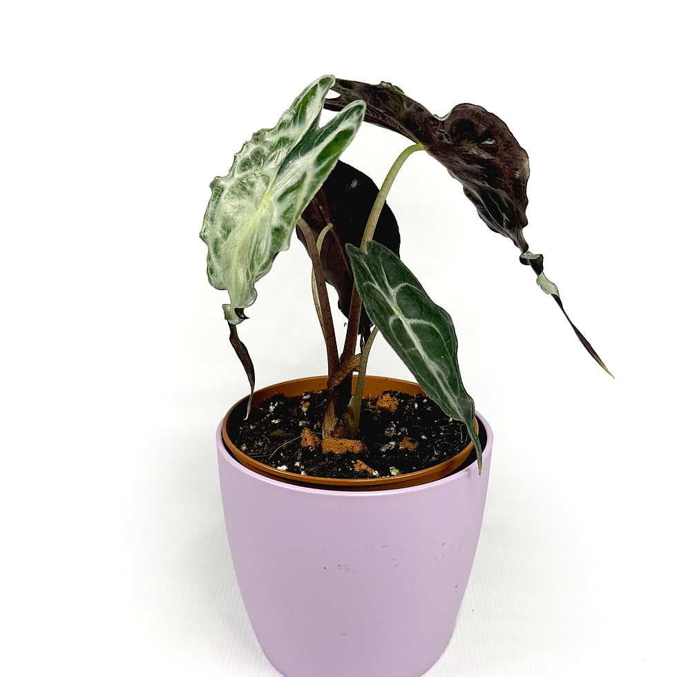 Thumbnail: Alocasia 'Venom'  10.5cm