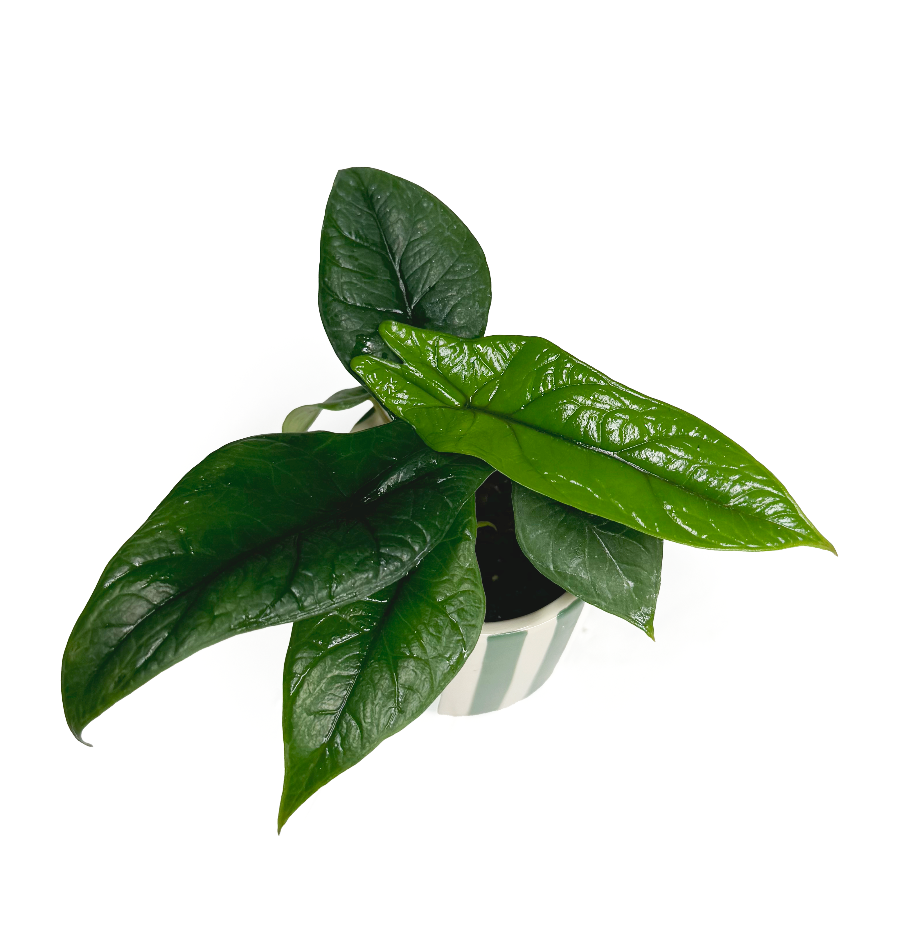 Alocasia ‘Scalprum’ Baby Houseplant