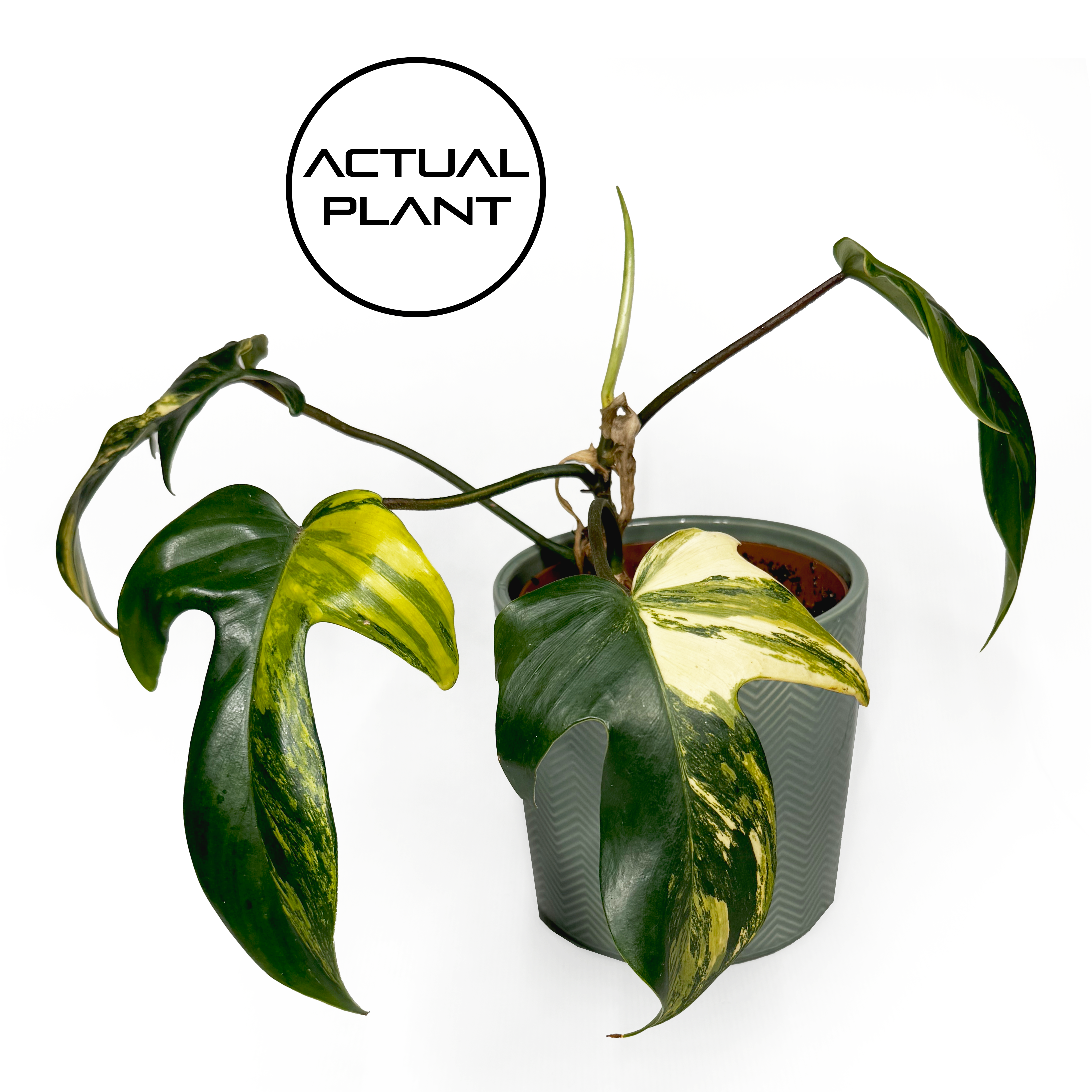 Philodendron FLORIDA BEAUTY 12 cm A