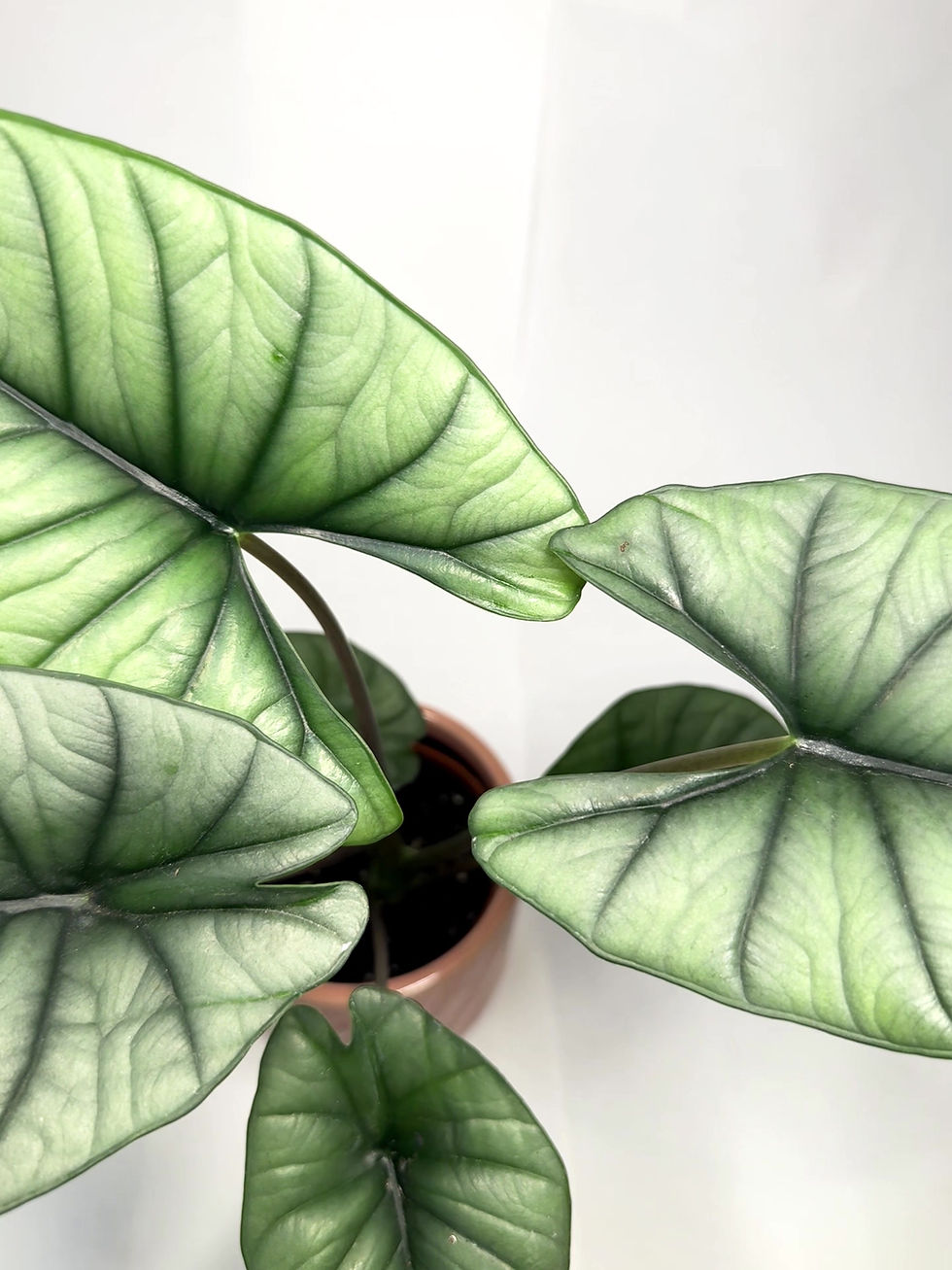 Thumbnail: Alocasia 'Platinum'