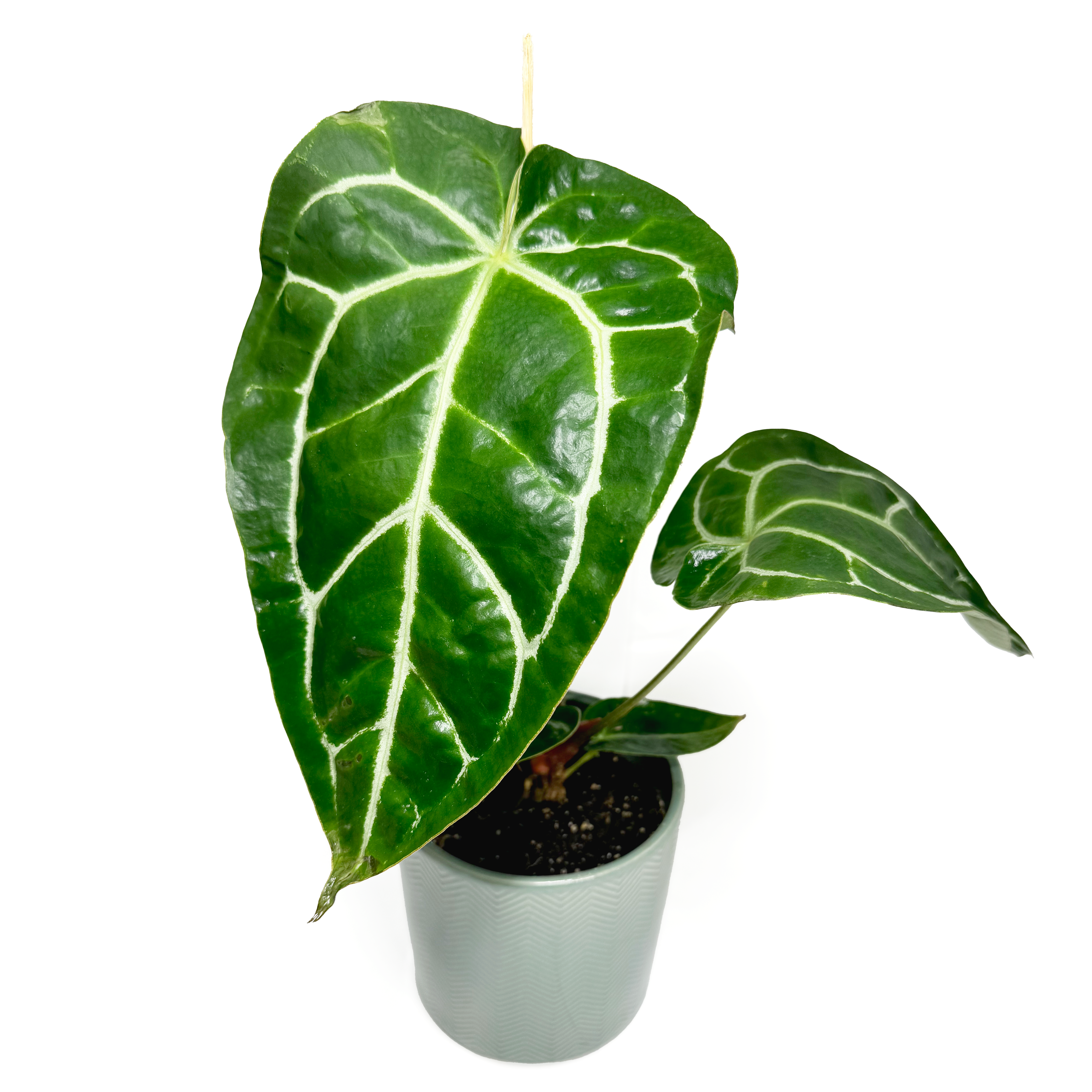 Anthurium Magnificum