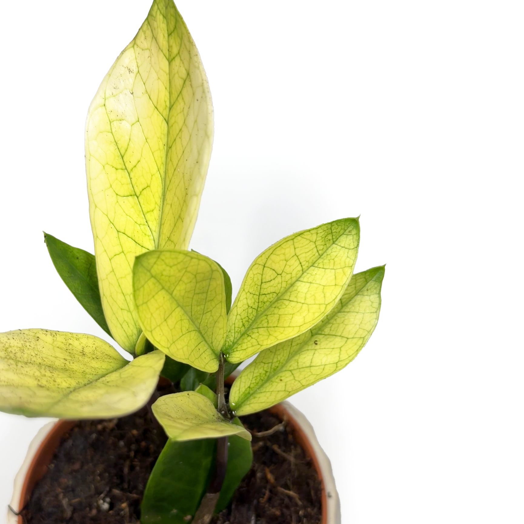 Zamioculcas Zamiifolia 'Chameleon'