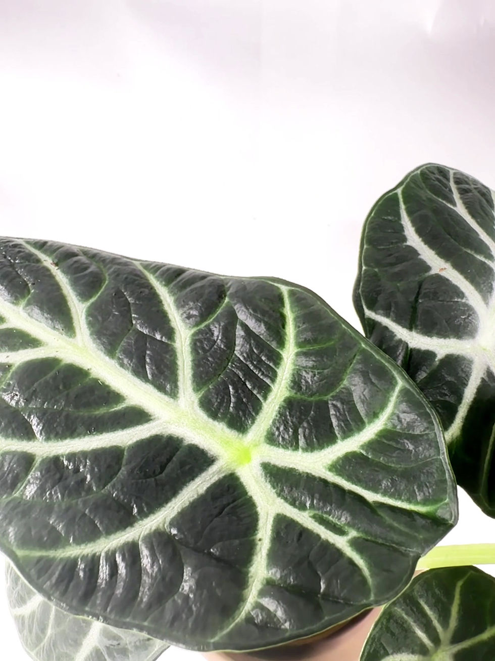 Thumbnail: Alocasia reginula 'Ninja' houseplant