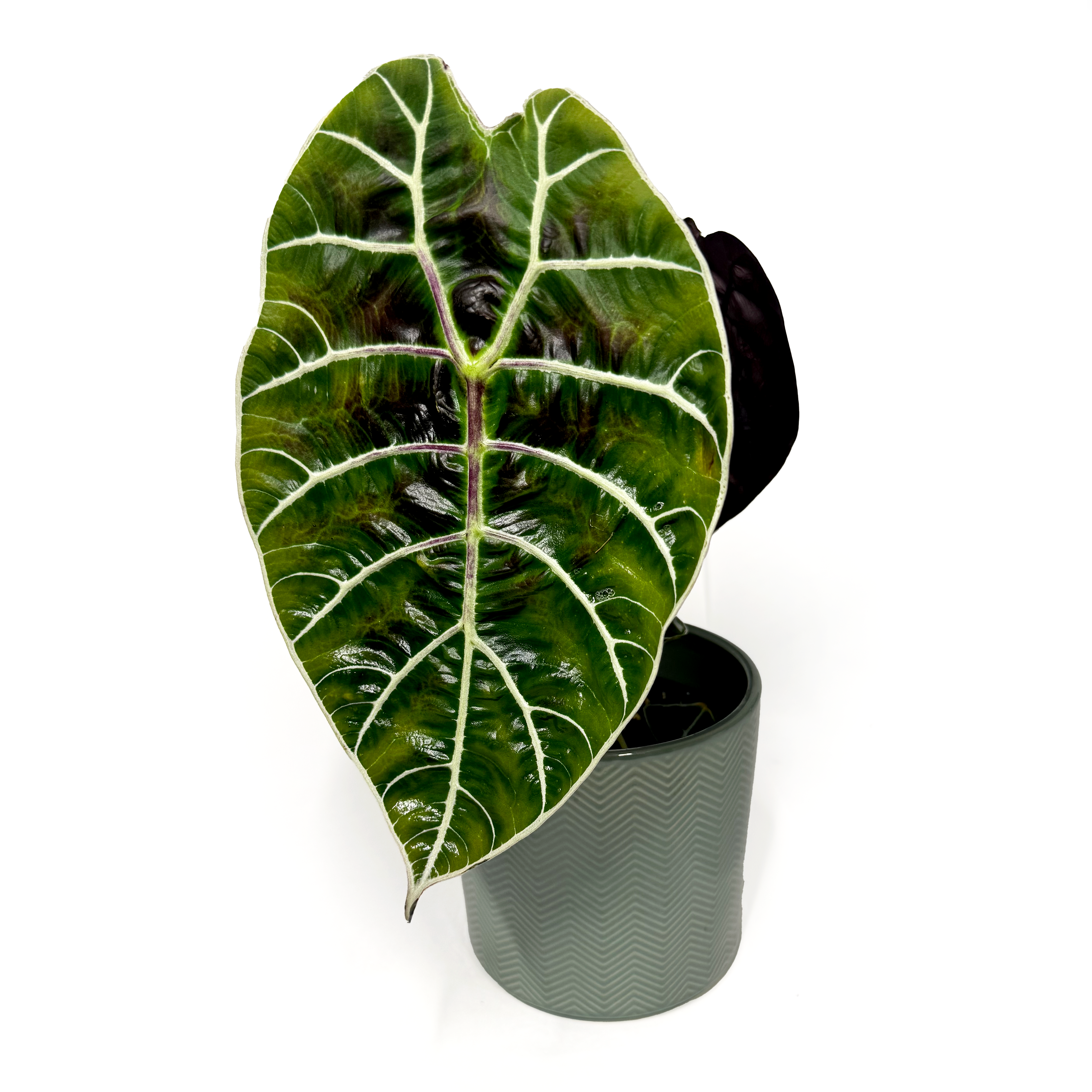 Alocasia Watsoniana 'Pride of Curup'