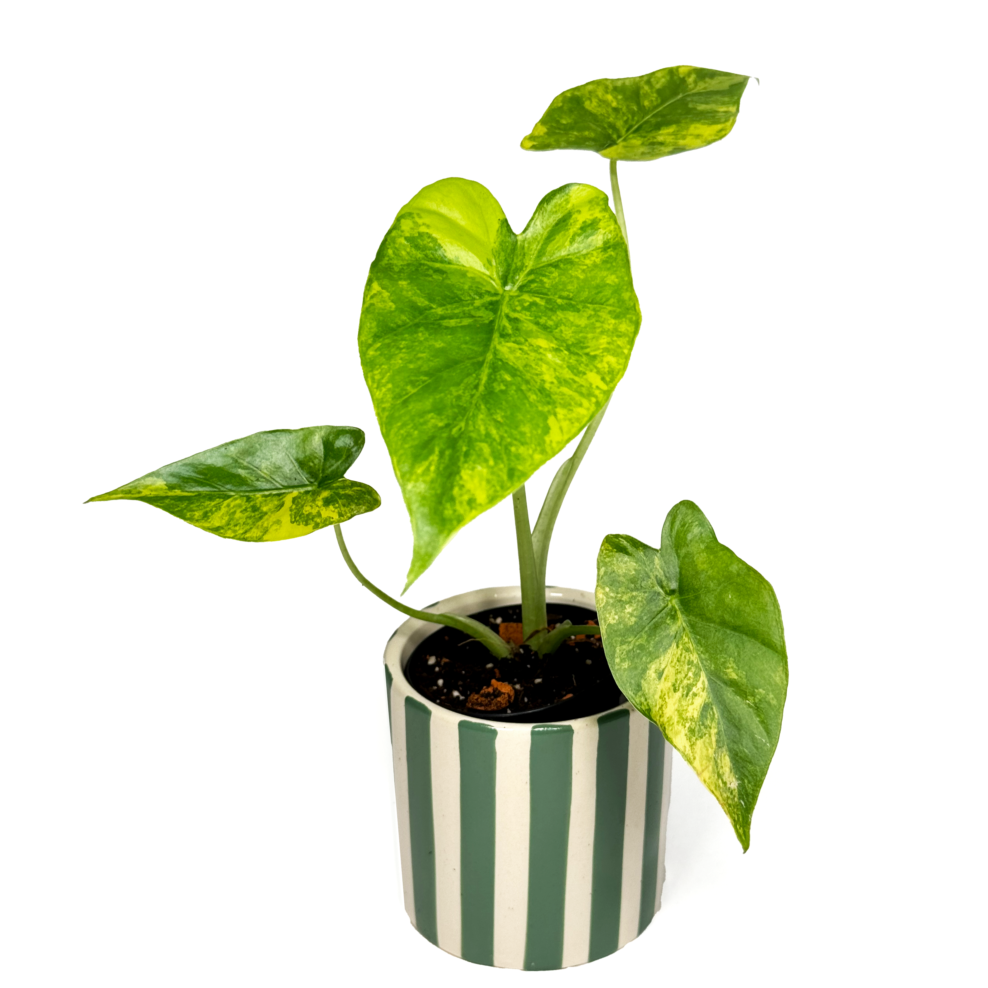 Alocasia Odora 'Aurea Variegata'
