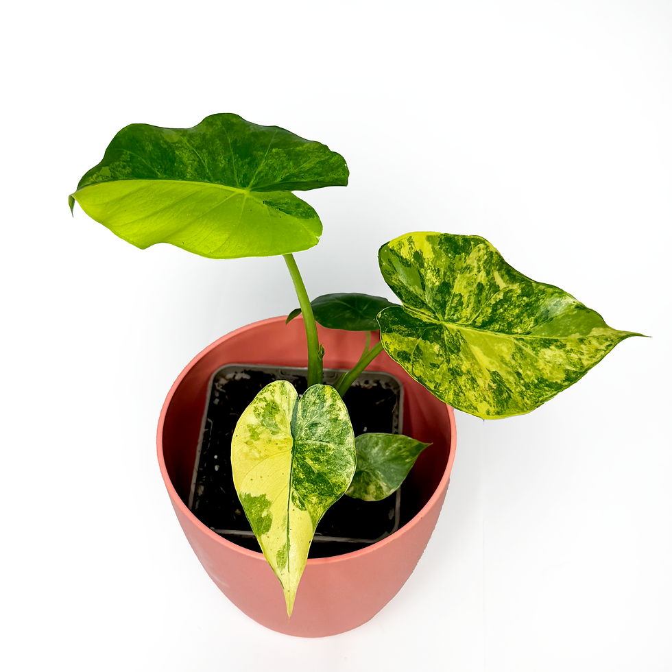 Thumbnail: Alocasia Odora 'Aurea Variegata'