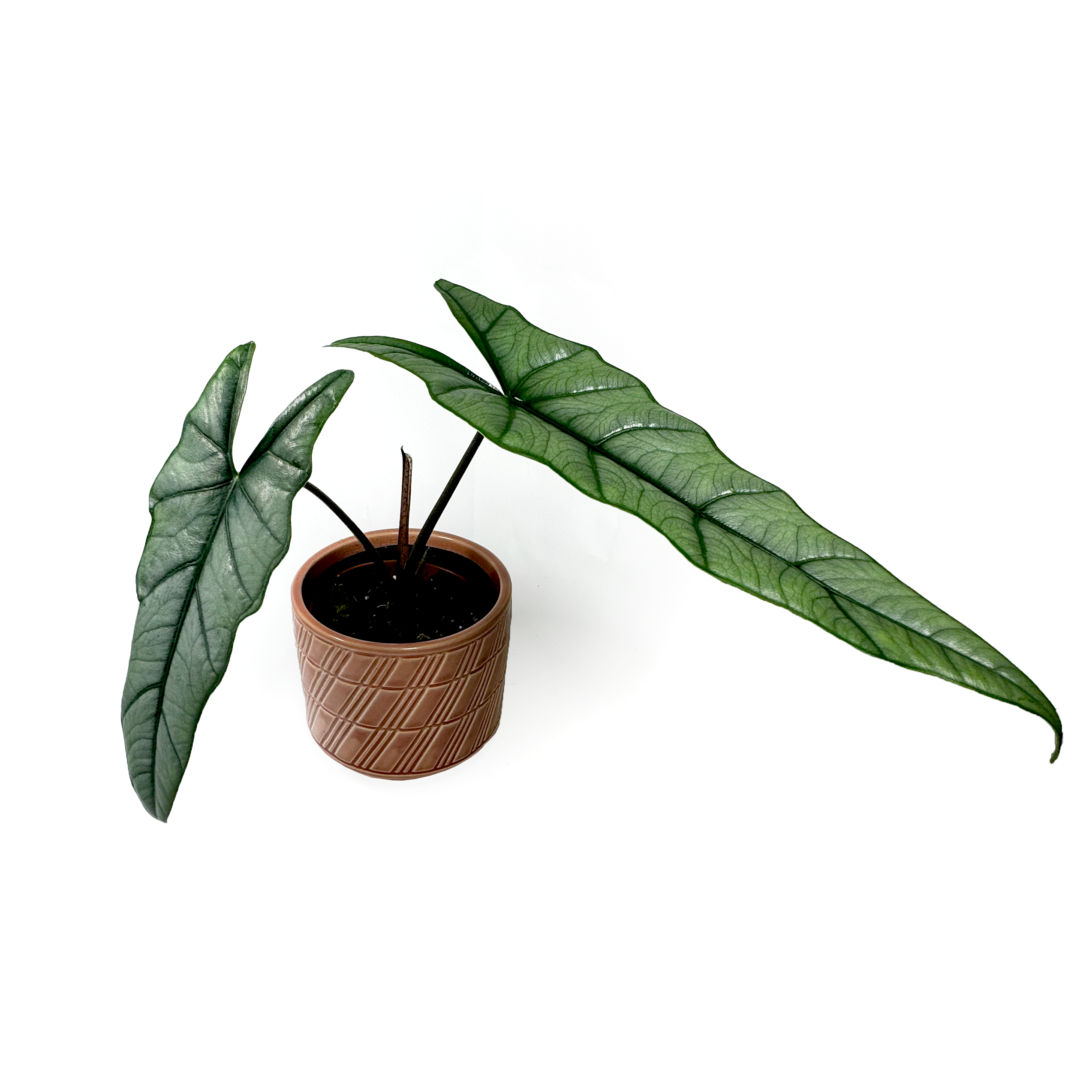 Alocasia Heterophylla 'Corazon' Houseplant