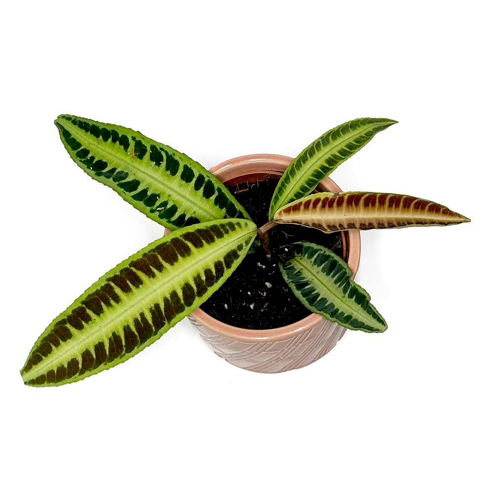 Thumbnail: Labisia 'Jabi Sunrise' 10.5cm