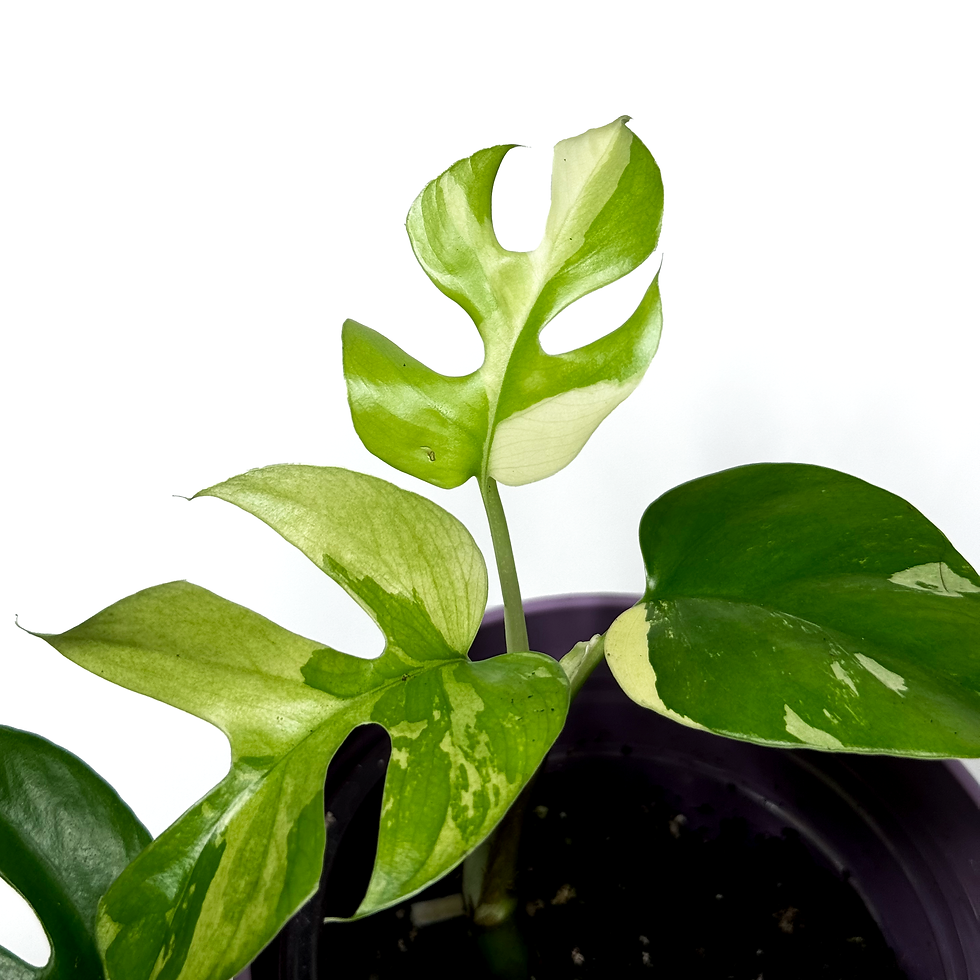Thumbnail: Rhaphidophora 'Tetrasperma Variegata'