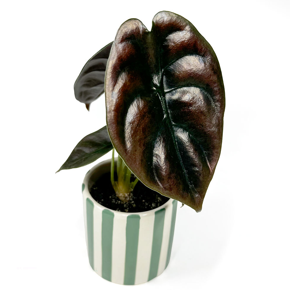 Thumbnail: Alocasia 'Red Secret' Baby Houseplant