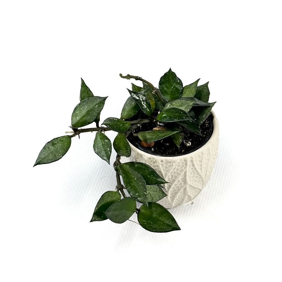 Thumbnail: Hoya Krohniana 'Black' 6cm