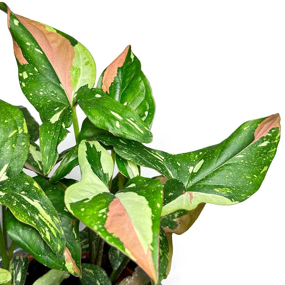 Thumbnail: Syngonium 'Tricolour RED SPOT'