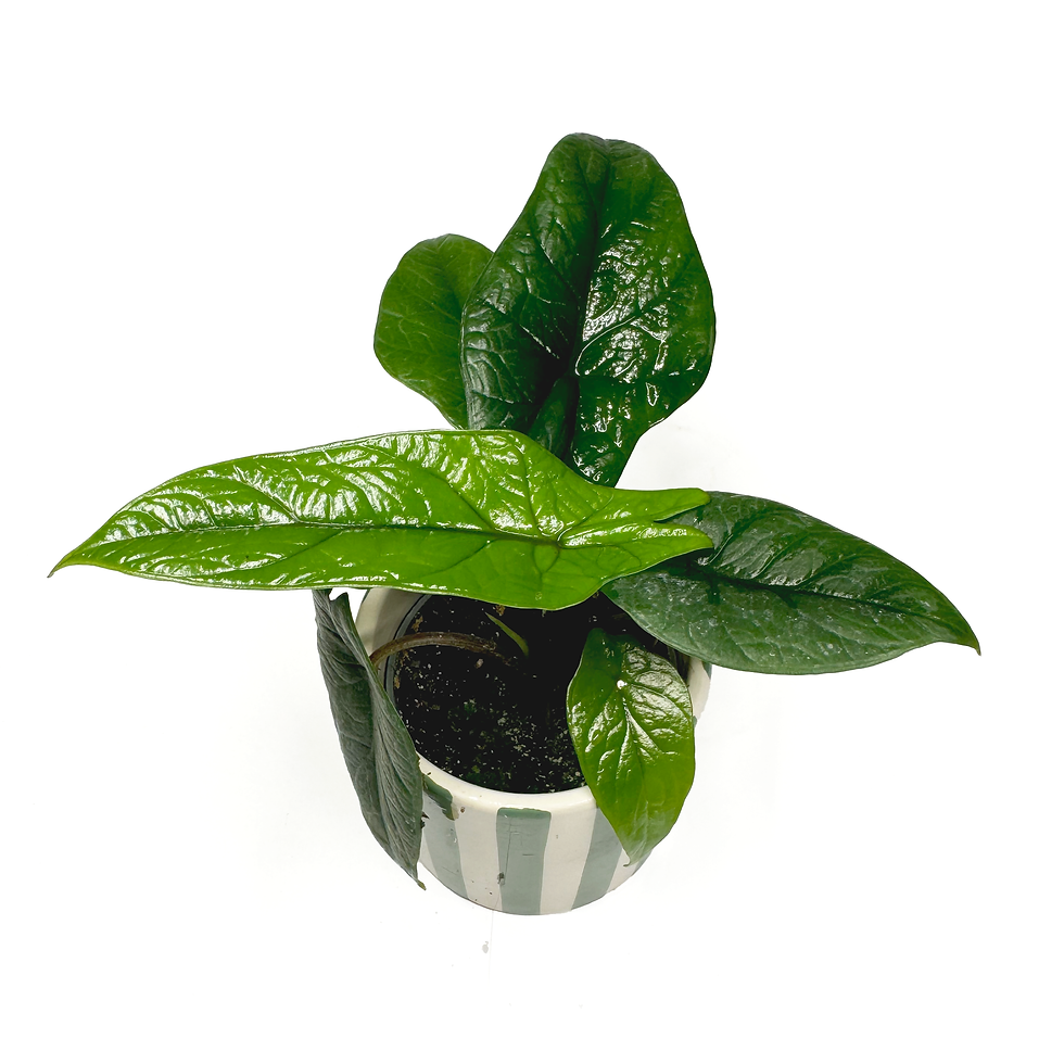 Thumbnail: Alocasia ‘Scalprum’ Baby Houseplant