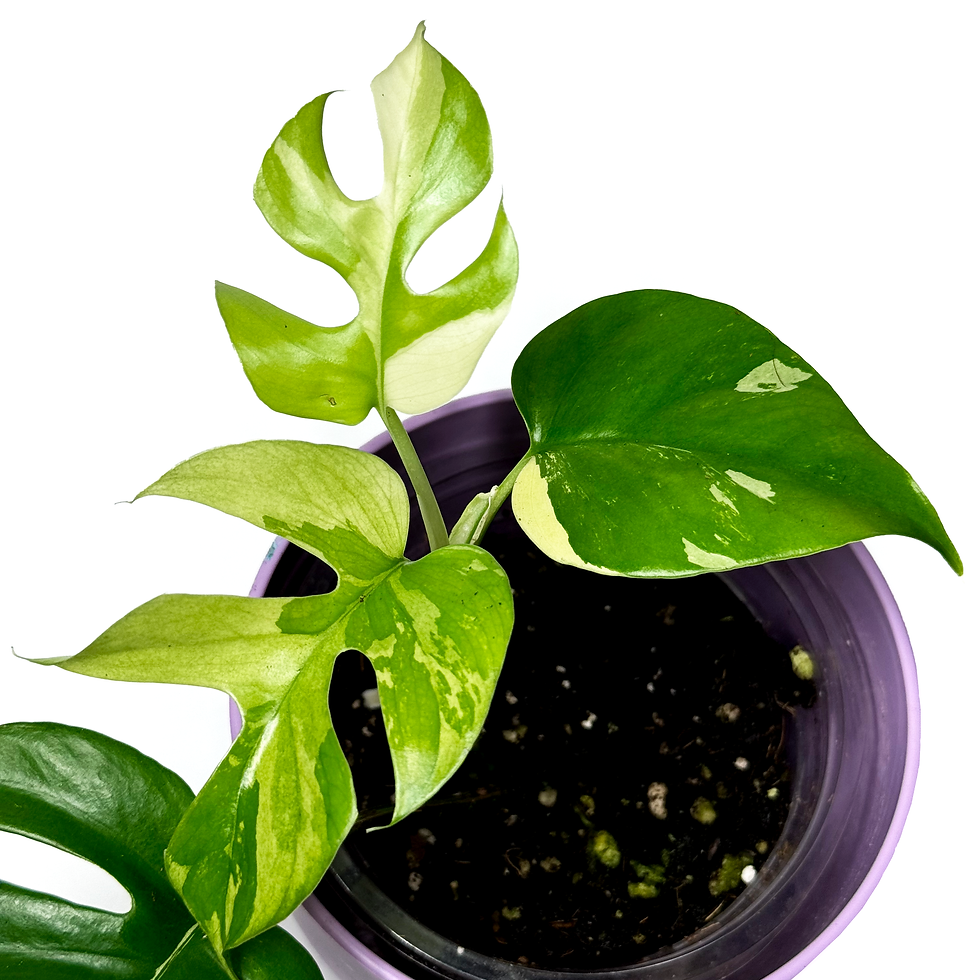 Thumbnail: Rhaphidophora 'Tetrasperma Variegata'