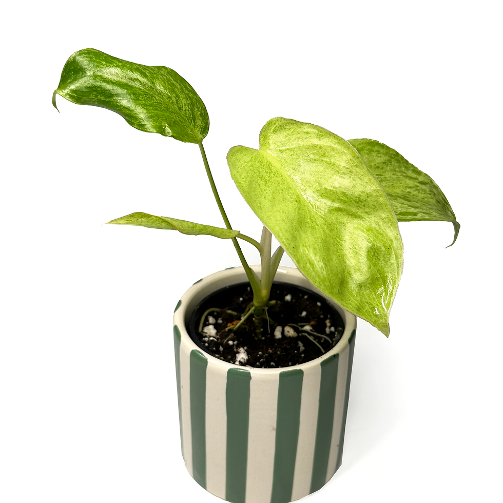 Thumbnail: Philodendron ‘Parisio Verde' 6cm