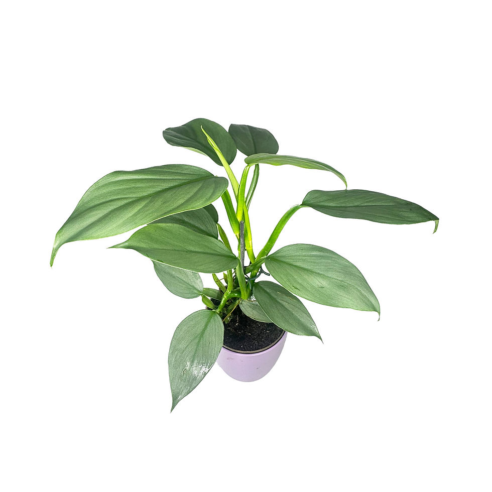 Thumbnail: Philodendron 'Silver Sword' Houseplant 11cm