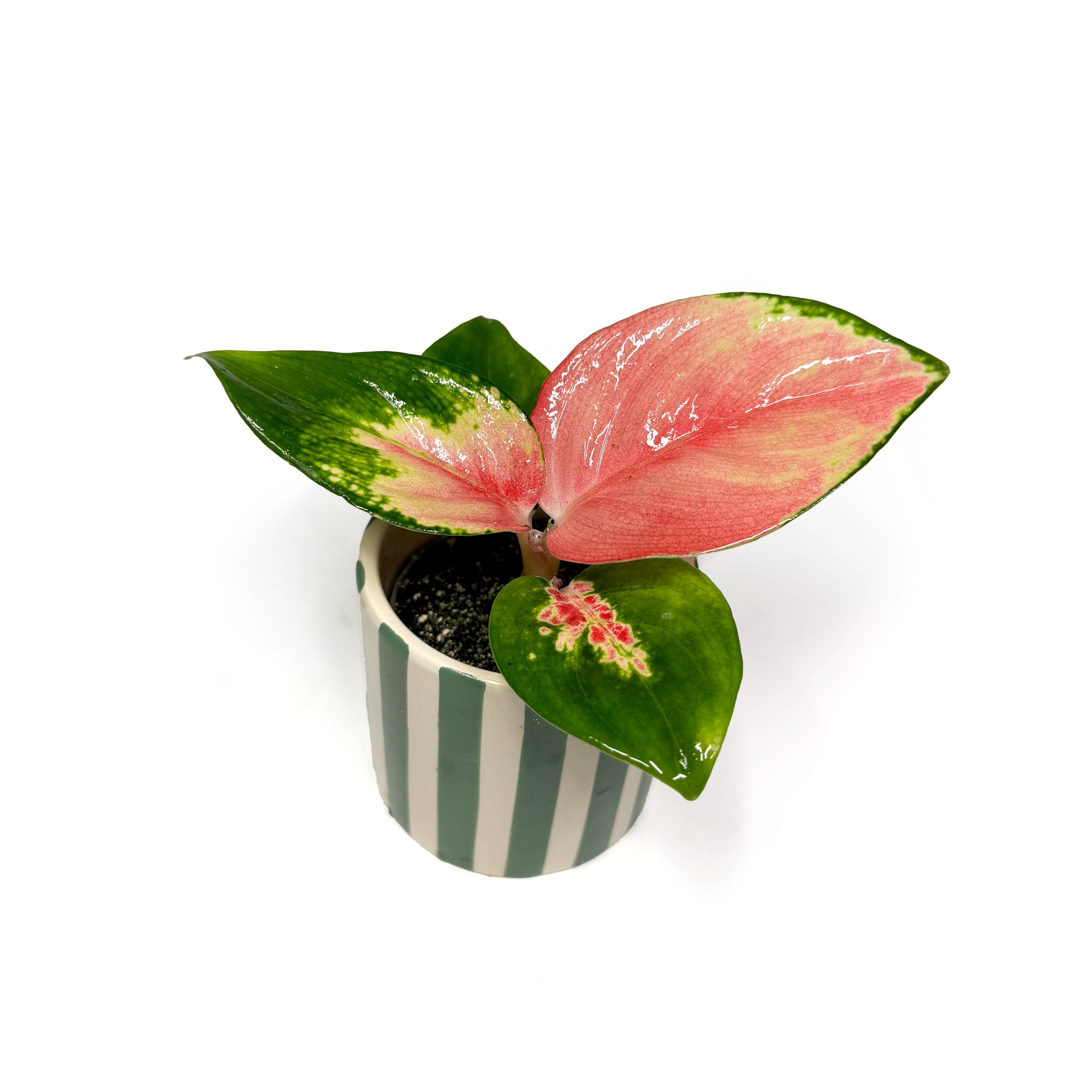 Aglaonema 'Red Dragon'