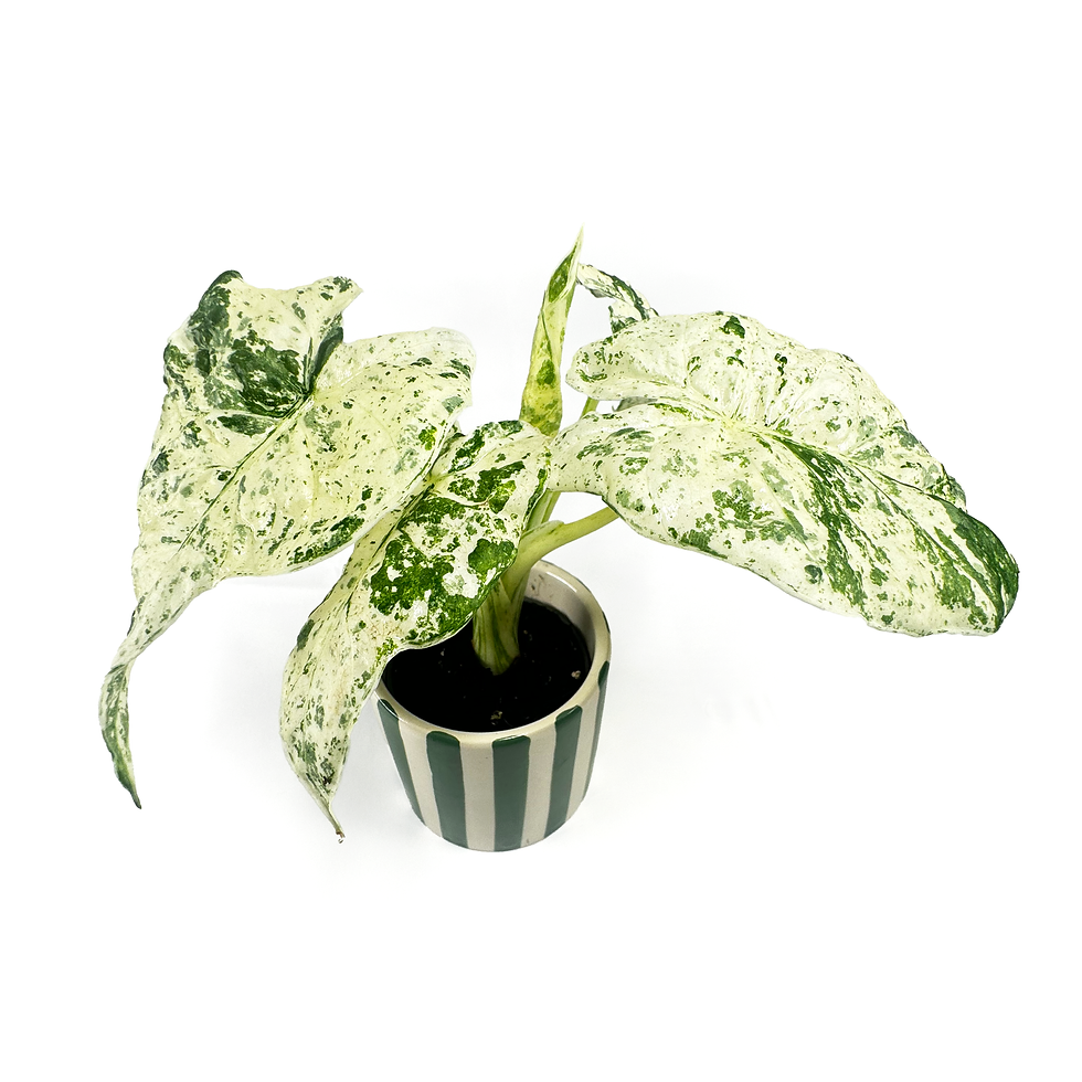 Thumbnail: Alocasia macrorrhizos 'Camouflage'