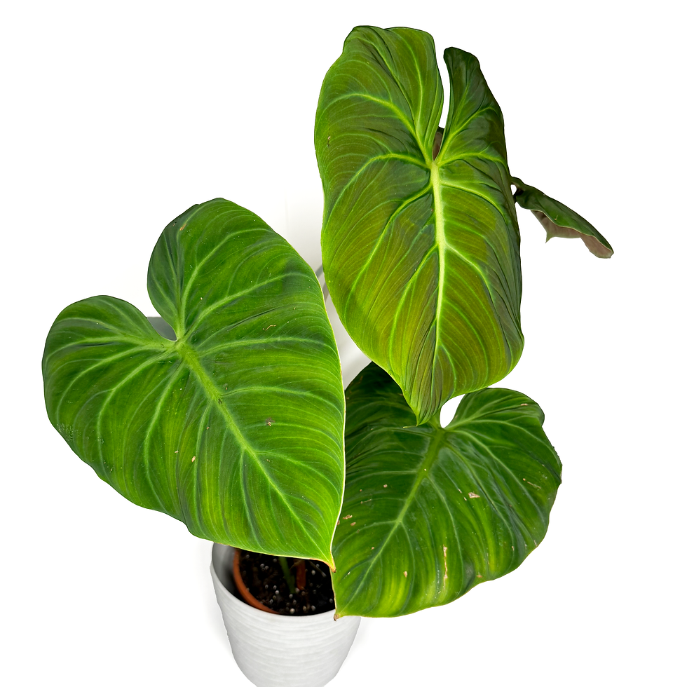 Thumbnail: Philodendron 'El Choco Red'  EXTRA LARGE 19cm