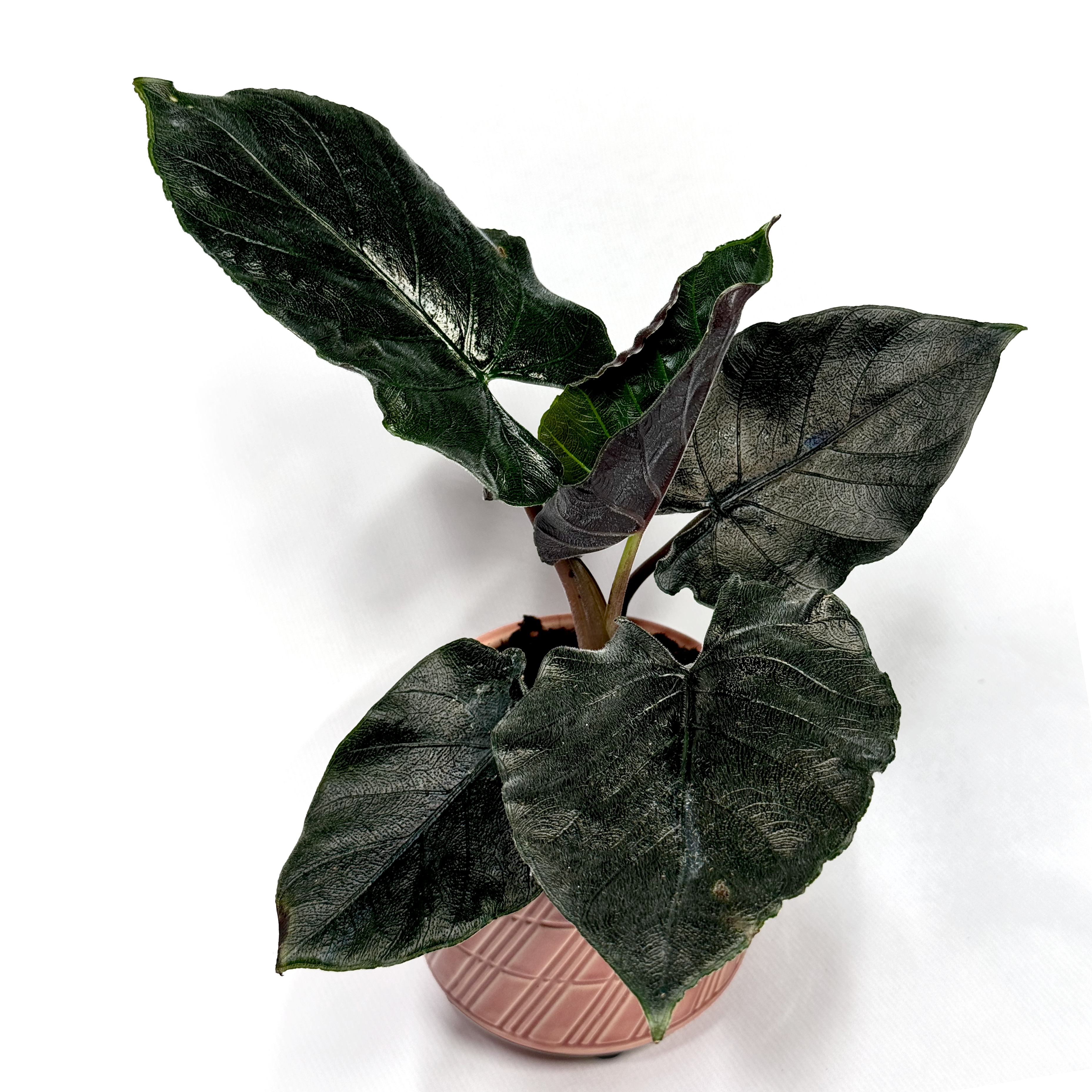 Alocasia 'Antoro Velvet' 11cm
