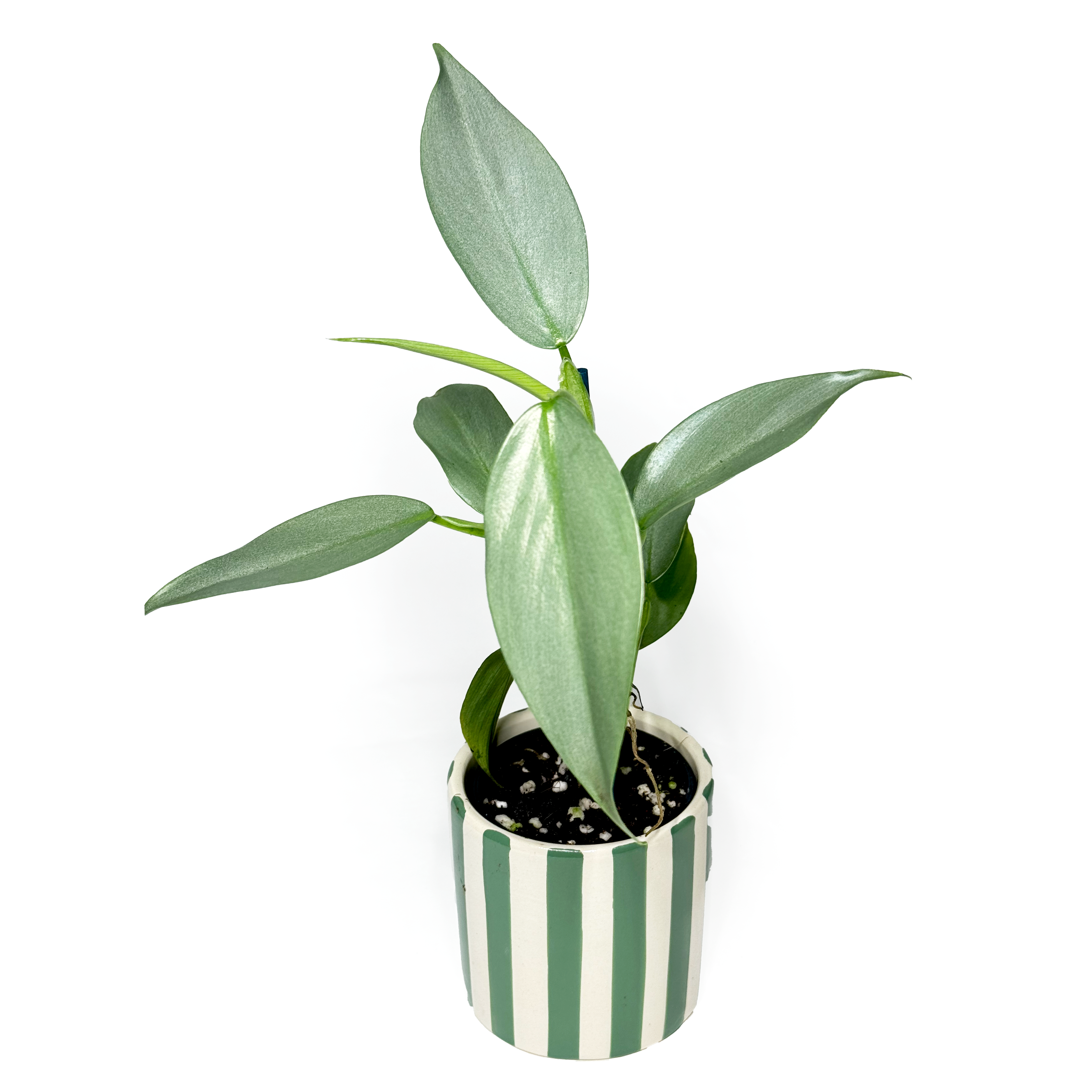 Philodendron 'Silver Sword Baby