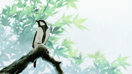 Bird in Tropical forrest