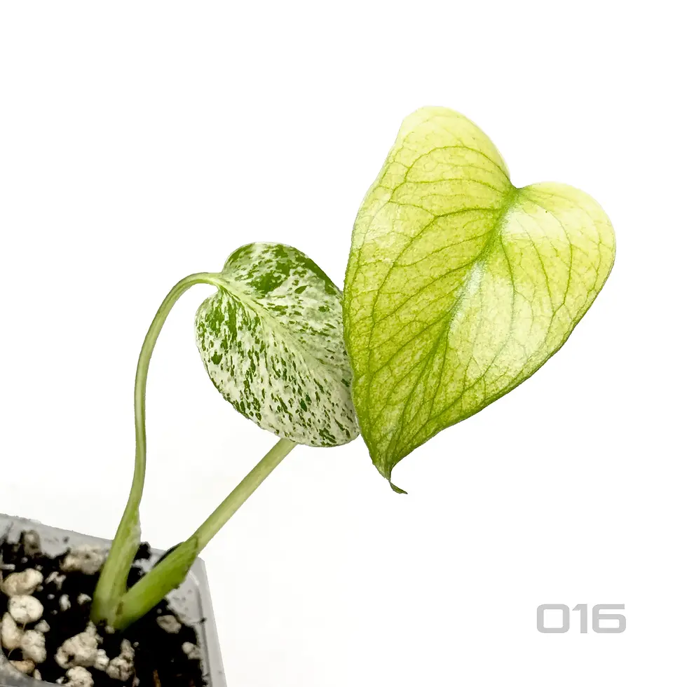 Thumbnail: Monstera KUNZO 'White Monster' - Large Form 3cm