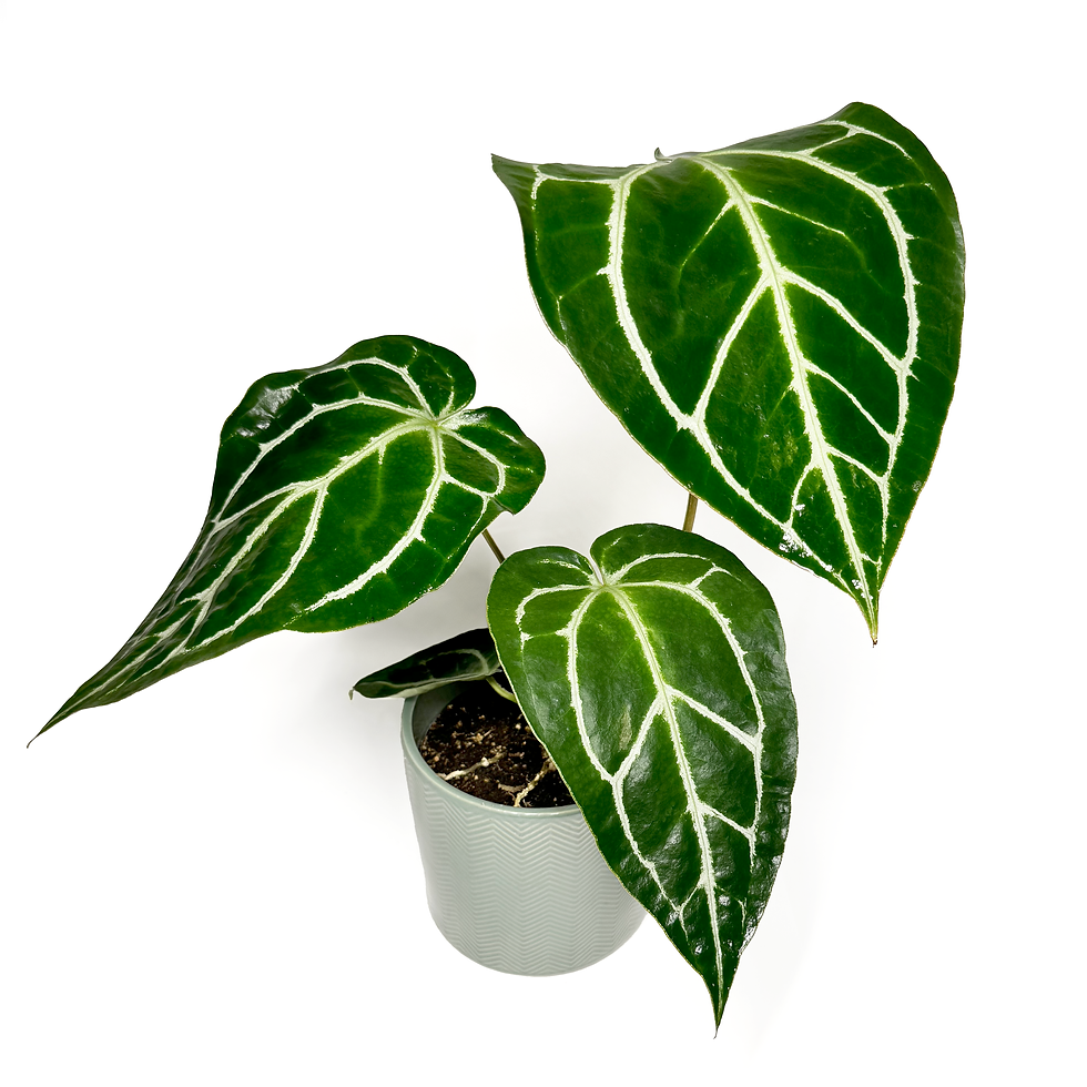 Thumbnail: Anthurium crystallinum KARMA CRYSTAL FLUORITE