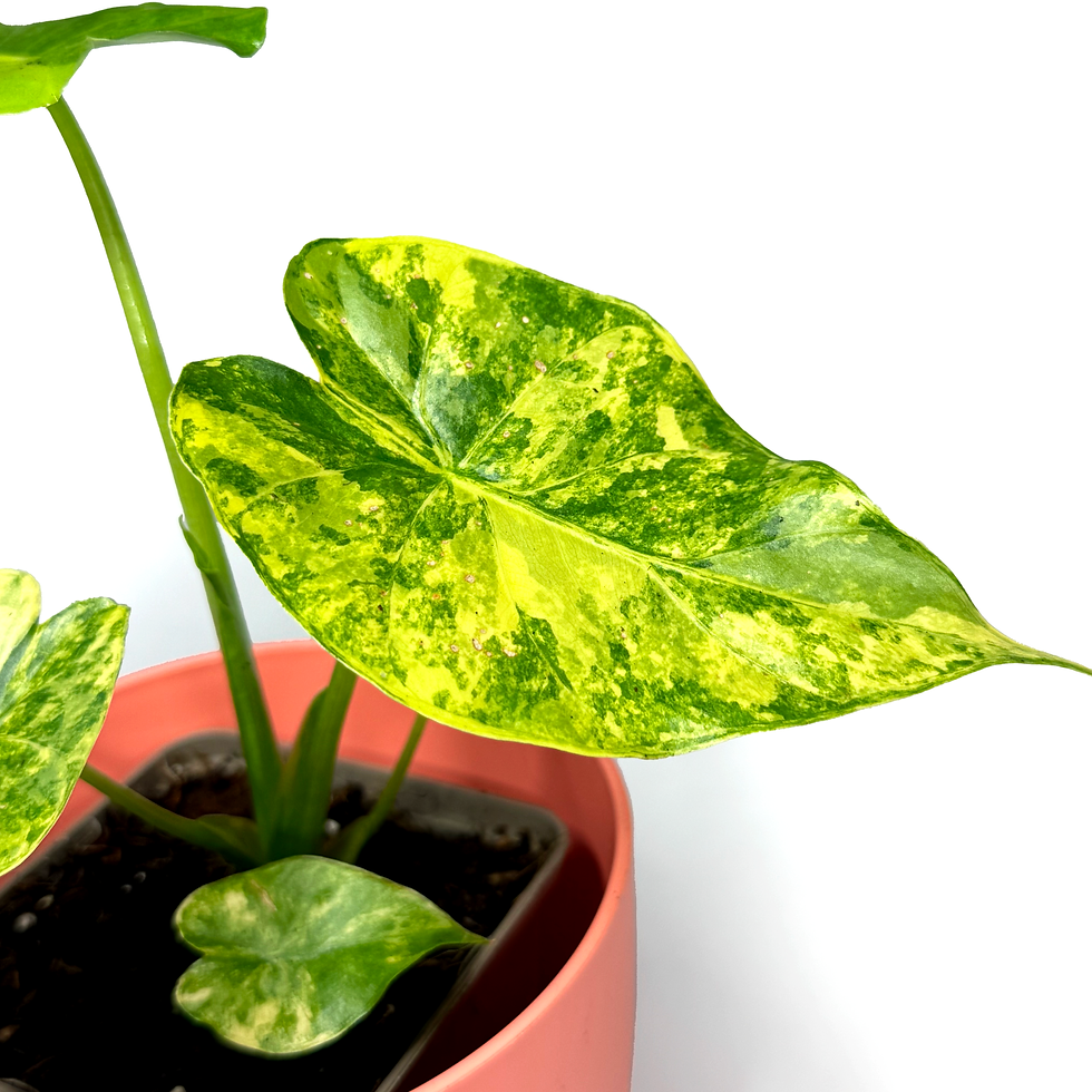 Thumbnail: Alocasia Odora 'Aurea Variegata'