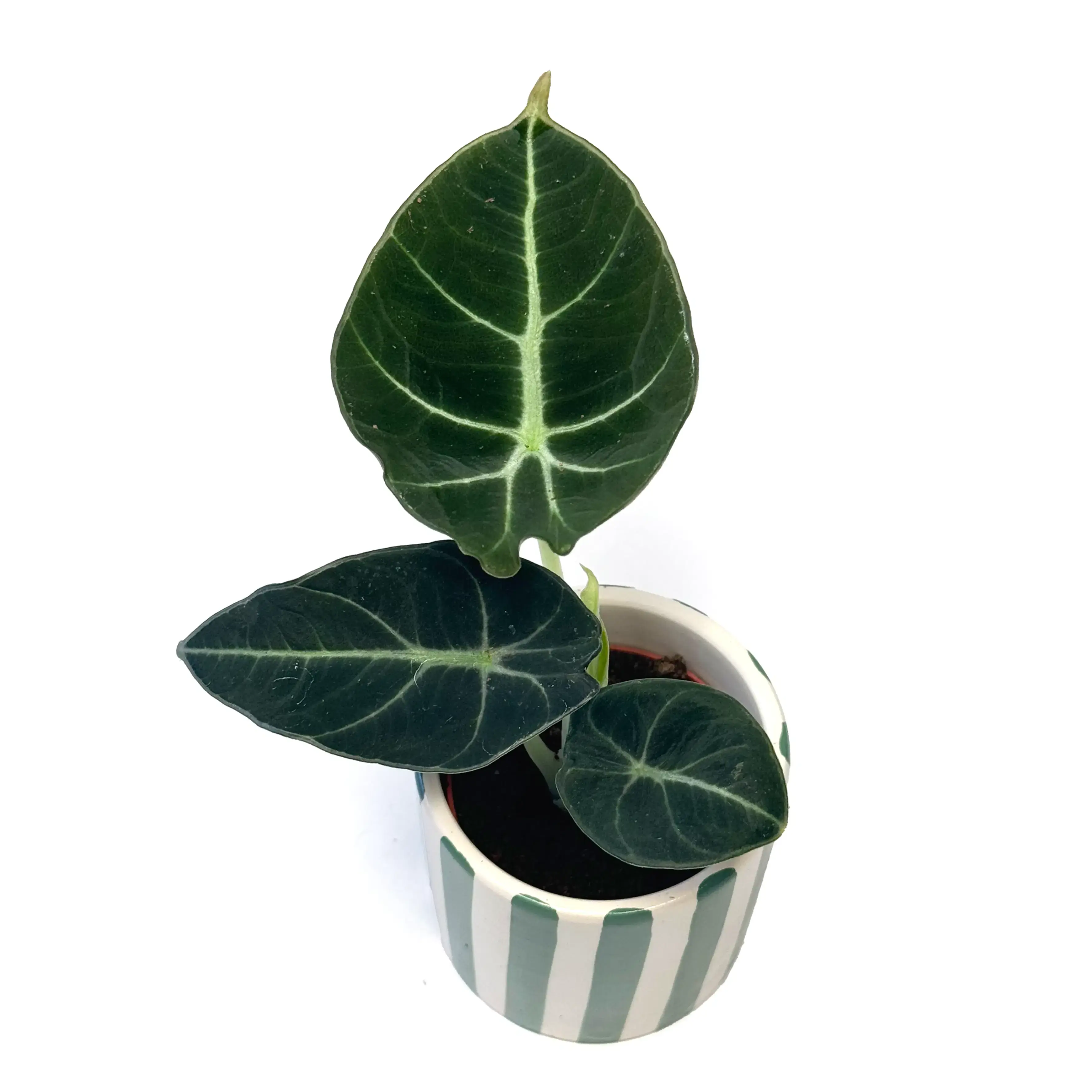 Alocasia Black Velvet 6cm