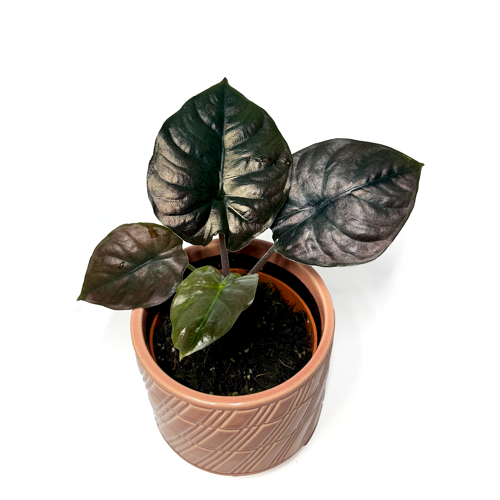 Thumbnail: Alocasia infernalis BLACK MAGIC