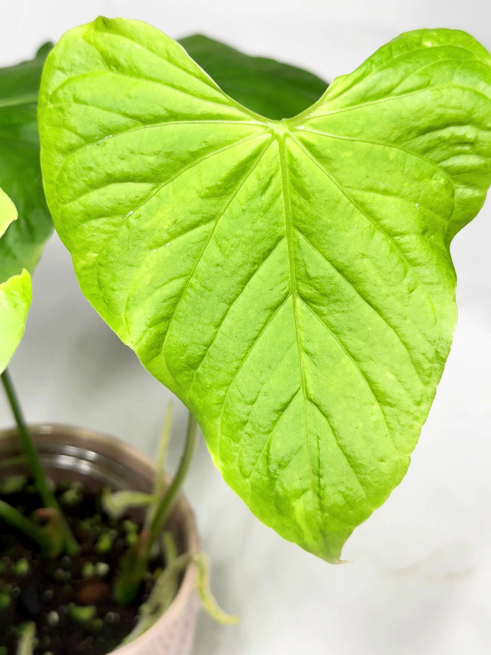 Thumbnail: Anthurium Balaoanum Baby