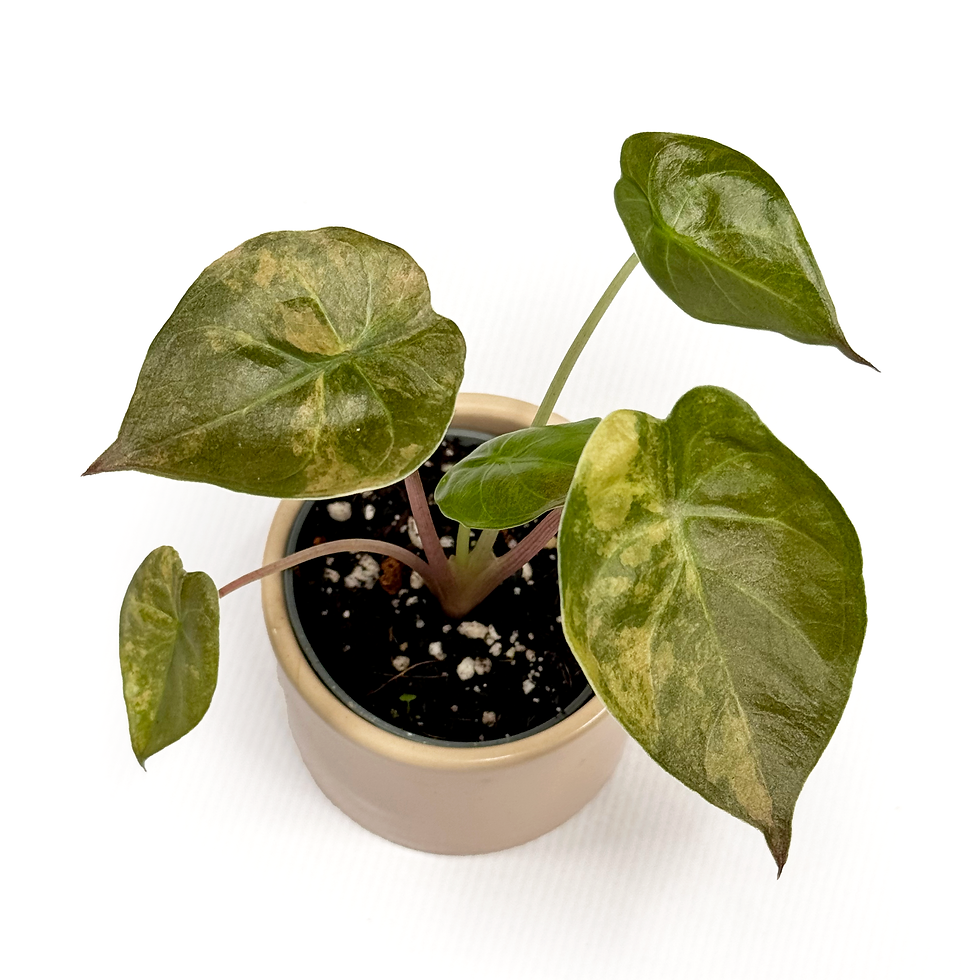 Thumbnail: Alocasia 'Wentii' Aurea Variegated 6cm