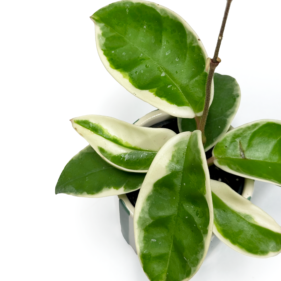 Thumbnail: Hoya carnosa 'Krimson Queen' 6cm