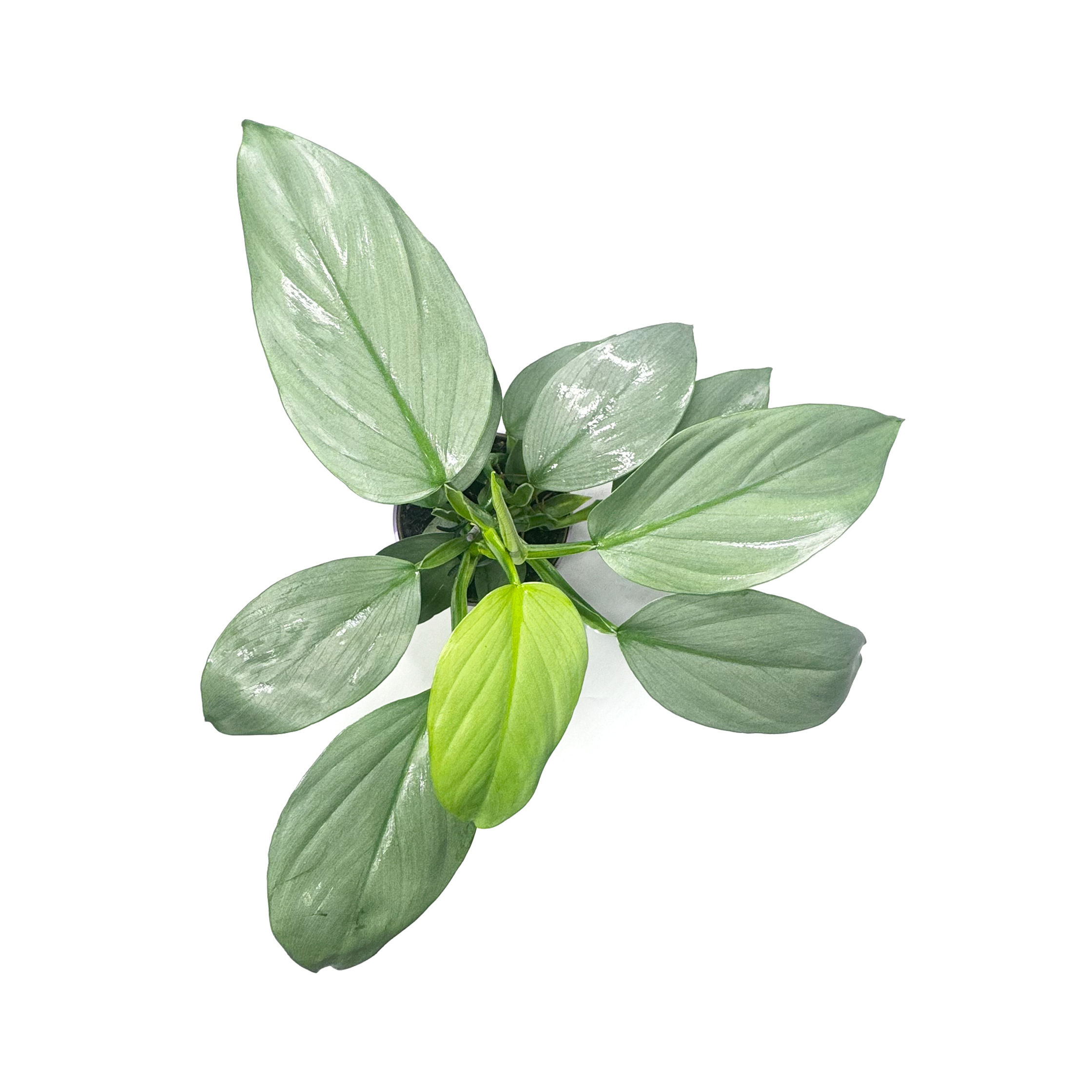 Philodendron 'Silver Sword' Houseplant 11cm