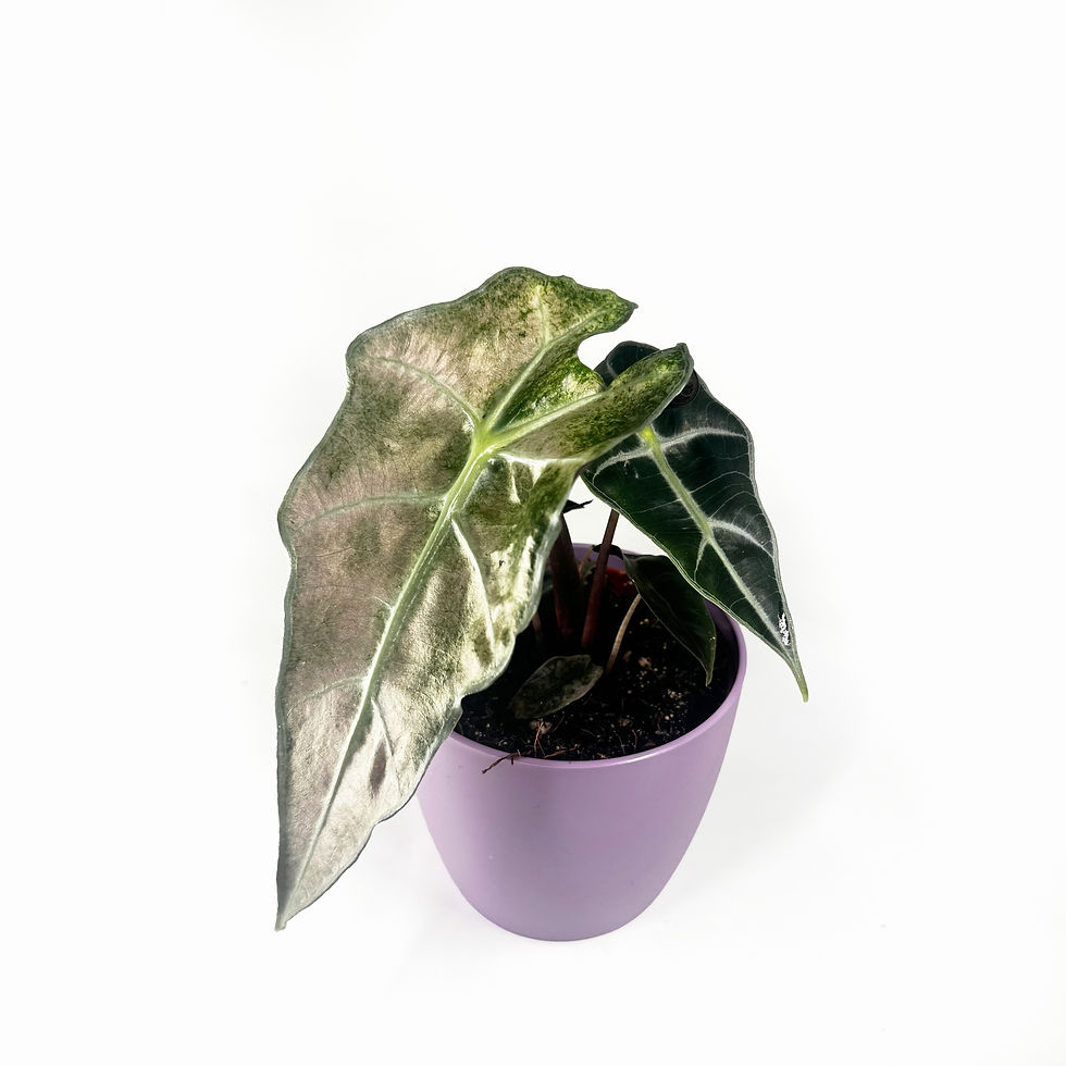 Thumbnail: Alocasia ‘Polly' Pink Variegated Houseplant 10.5cm Pot