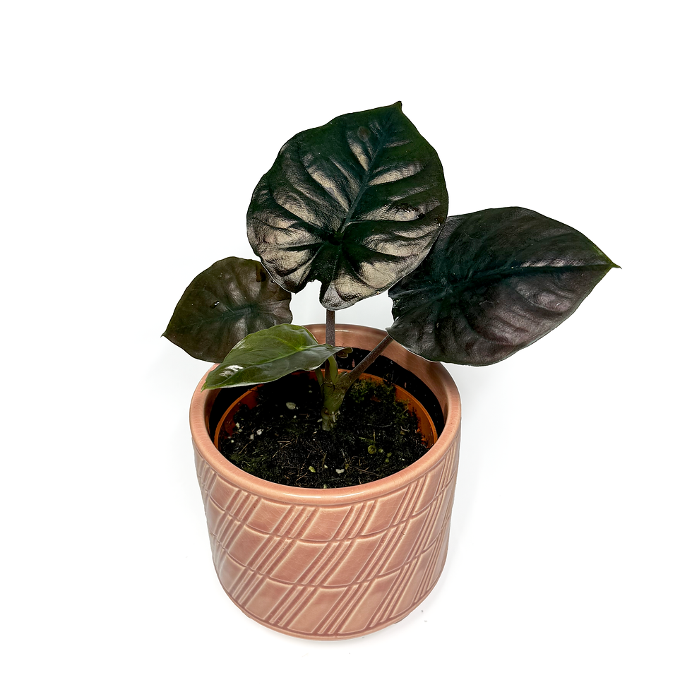 Thumbnail: Alocasia infernalis BLACK MAGIC