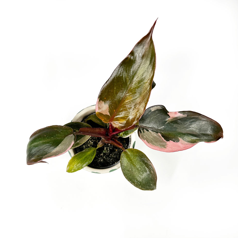 Thumbnail: Philodendron Pink Princess Baby Houseplant 6cm Pot