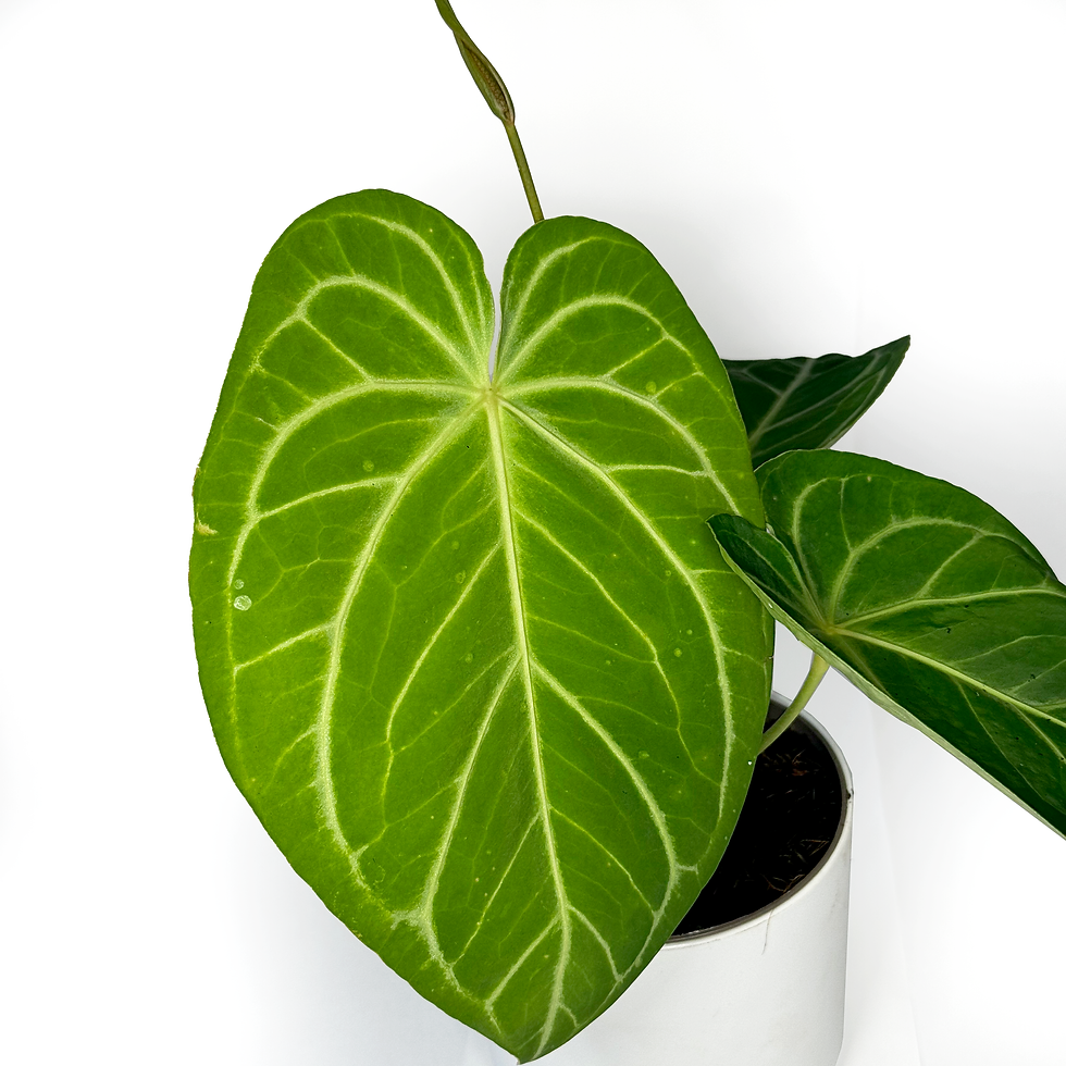 Thumbnail: Anthurium 'Crystallinum x Magnificum'