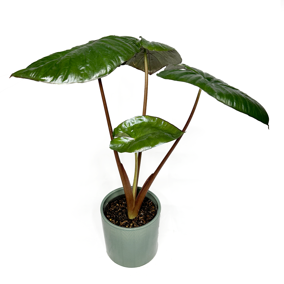 Thumbnail: Alocasia 'Chocolate Green'