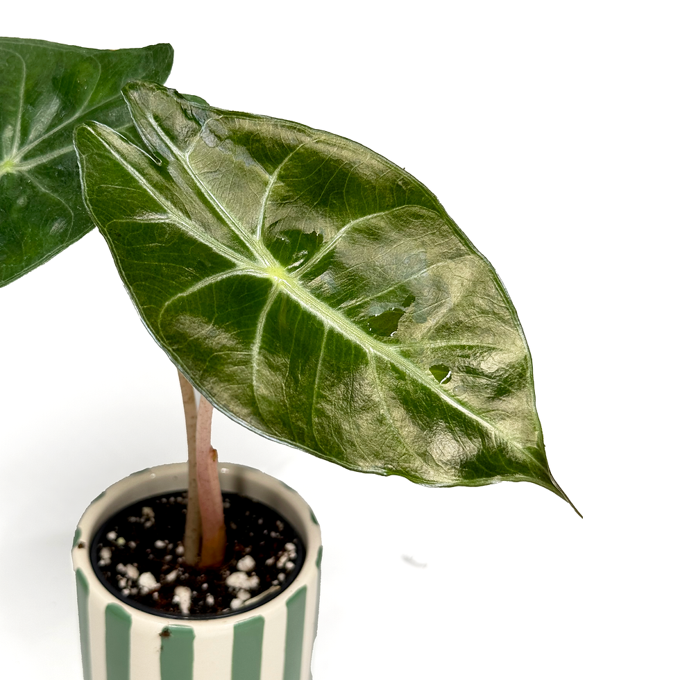 Thumbnail: Alocasia 'Pink Dragon' Baby