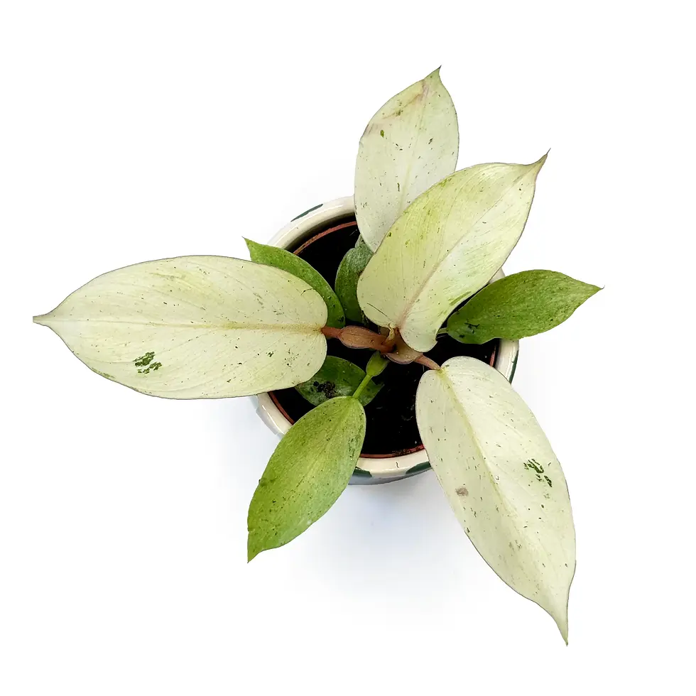 Thumbnail: Philodendron 'Snow Drift' 6cm