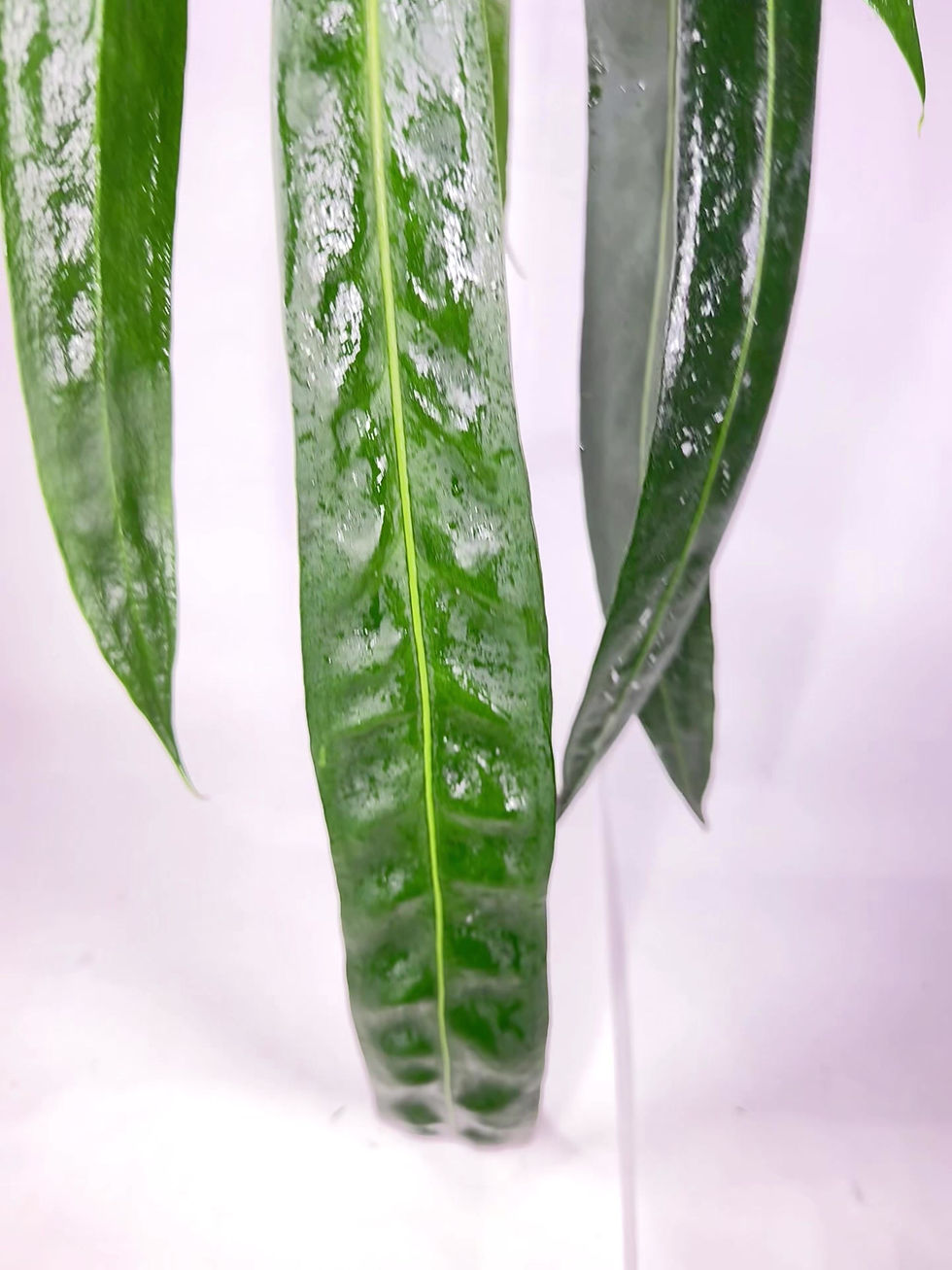 Thumbnail: Anthurium 'Wendlingeri' Hanging Houseplant