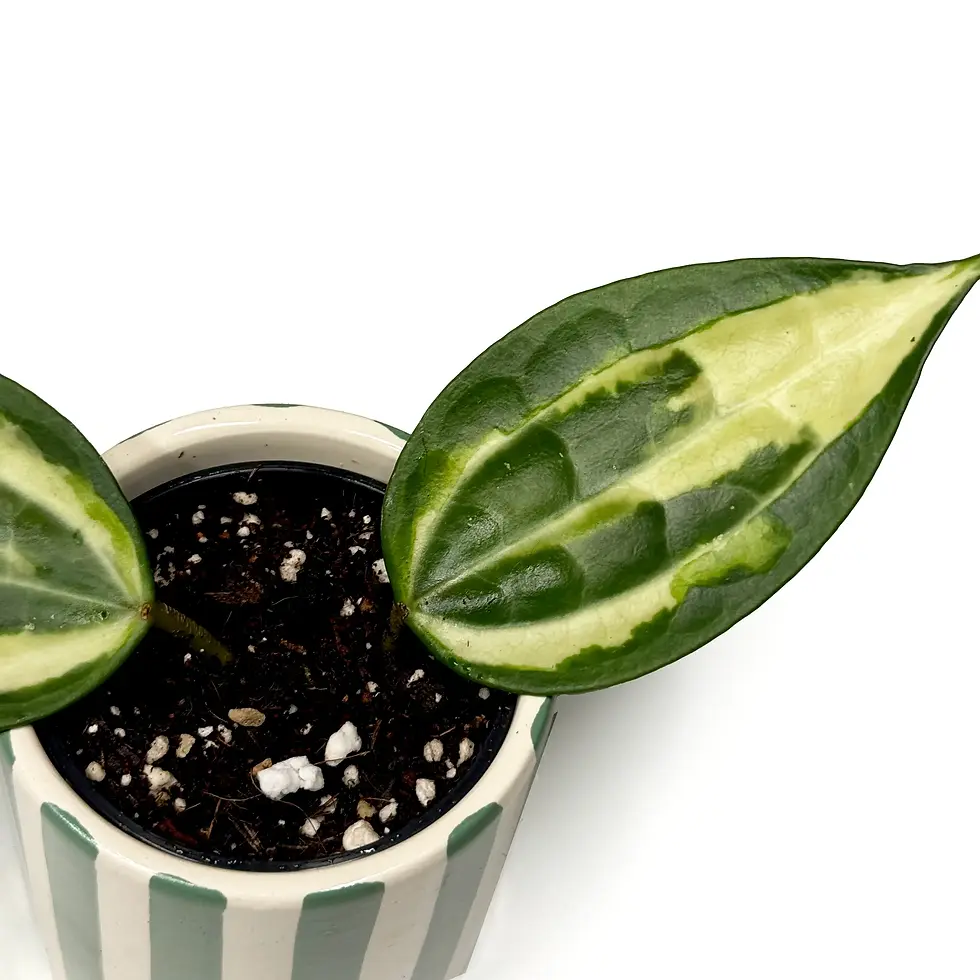 Thumbnail: Hoya Latifolia 'Pot of Gold' 6cm