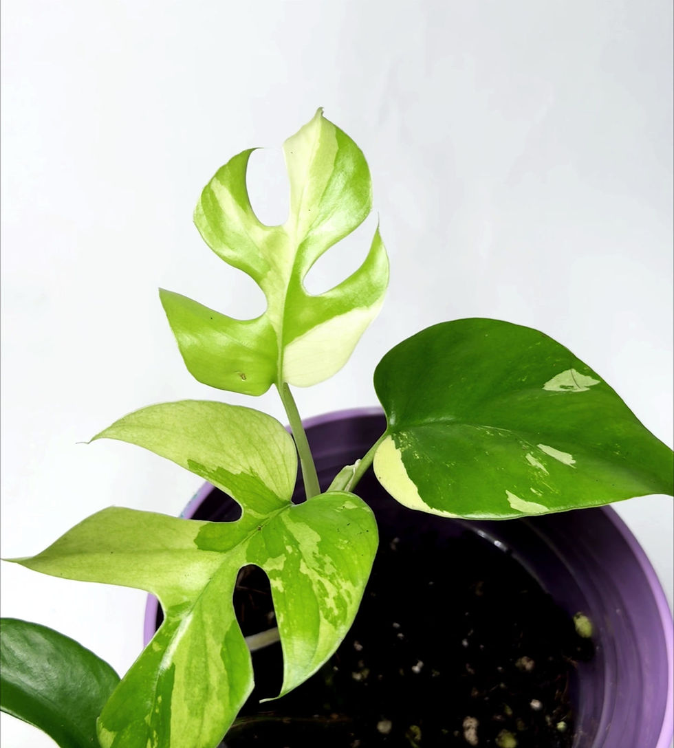 Thumbnail: Rhaphidophora 'Tetrasperma Variegata'