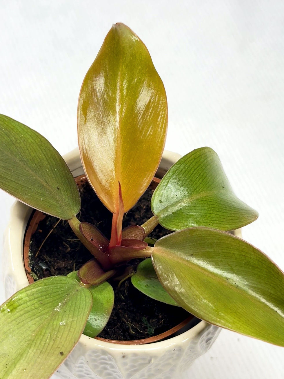 Thumbnail: Philodendron 'Prince of orange' 6cm